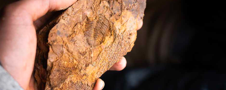 Paleontología: una ventana a la diversidad del pasado