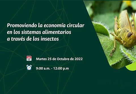 Promoviendo la economía circular en los sistemas alimentarios a través de los insectos