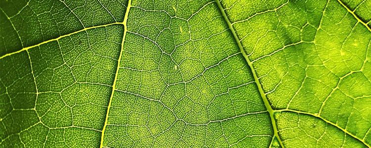 Medicina para plantas