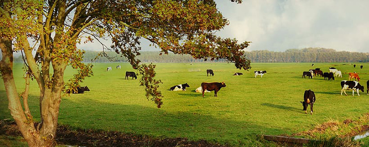 Extensión Rural